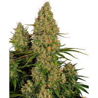 Sensi Seeds - Sticky Orange XXL (Autoflowering) Sensi Seeds - Sticky Orange XXL (Autoflowering)