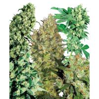 Sensi Seeds - Indoor Mix® (Regular) Sensi Seeds - Indoor Mix® (Regular)