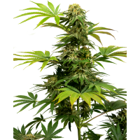 Sensi Seeds - Sensi #1318 CBD (Feminizált) Sensi Seeds - Sensi #1318 CBD (Feminizált)