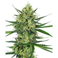 Sensi Seeds - Tangerine Sugar (Feminizált) Sensi Seeds - Tangerine Sugar (Feminizált)