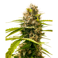 Sensi Seeds - Mandarin Punch (Feminizált) Sensi Seeds - Mandarin Punch (Feminizált)