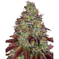 Sensi Seeds - Tezla OG (Feminizált) Sensi Seeds - Tezla OG (Feminizált)