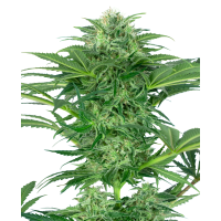 Sensi Seeds - Skunk Dream CBD (Feminizált) Sensi Seeds - Skunk Dream CBD (Feminizált)