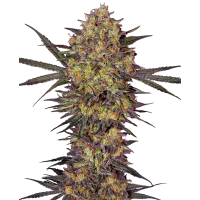 Sensi Seeds - The Bird (Feminizált) Sensi Seeds - The Bird (Feminizált)