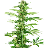 Sensi Seeds - Honey Melon Haze (Feminizált) Sensi Seeds - Honey Melon Haze (Feminizált)