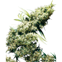 Sensi Seeds - Jamaican Pearl (Feminizált) Sensi Seeds - Jamaican Pearl (Feminizált)