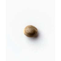 Sensi Seeds - Jack Flash #5 (Feminizált) Sensi Seeds - Jack Flash #5 (Feminizált)