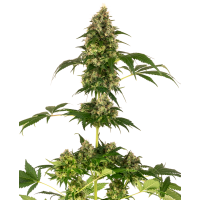 Sensi Seeds - Sensi #11 (Feminizált) Sensi Seeds - Sensi #11 (Feminizált)