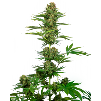 Sensi Seeds - Sensi #743 CBD (Feminizált) Sensi Seeds - Sensi #743 CBD (Feminizált)