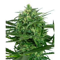 Sensi Seeds - Sensi Amnesia (Feminizált) Sensi Seeds - Sensi Amnesia (Feminizált)