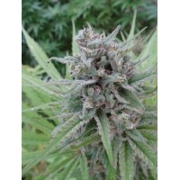 Serious Seeds - Serious 7 (Regular) Serious Seeds - Serious 7 (Regular)