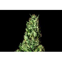 Kannabia Seeds - Moby Dick (Feminizált) Kannabia Seeds - Moby Dick (Feminizált)