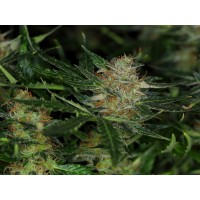 Kannabia Seeds - Dream Sherbet (Autoflowering) Kannabia Seeds - Dream Sherbet (Autoflowering)