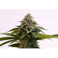 Kannabia Seeds - Amnesia Dream XL (Autoflowering) Kannabia Seeds - Amnesia Dream XL (Autoflowering)