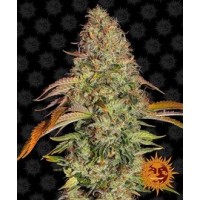 Barney's Farm - Zkittlez OG (Autoflowering) Barney's Farm - Zkittlez OG (Autoflowering)