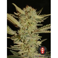 Serious Seeds - Bubble Gum (Feminizált) Serious Seeds - Bubble Gum (Feminizált)