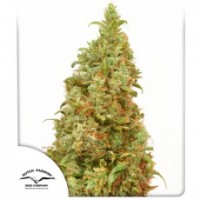 Dutch Passion - THC-Victory® (Feminizált) Dutch Passion - THC-Victory® (Feminizált)