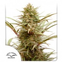 Dutch Passion - CBD Compassion® (Feminisiert) Dutch Passion - CBD Compassion® (Feminisiert)