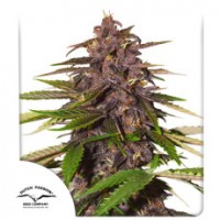 Dutch Passion - Forbidden Cherry (Autoflowering) Dutch Passion - Forbidden Cherry (Autoflowering)