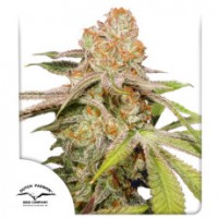 Dutch Passion - MAC #1 (Autoflowering) Dutch Passion - MAC #1 (Autoflowering)