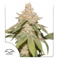Dutch Passion - SFV OG (Autoflowering) Dutch Passion - SFV OG (Autoflowering)