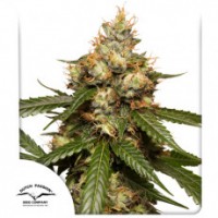 Dutch Passion - THC-Victory (Autoflowering) Dutch Passion - THC-Victory (Autoflowering)