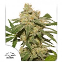 Dutch Passion - Oh My Gusher (Autoflowering) Dutch Passion - Oh My Gusher (Autoflowering)
