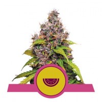 Royal Queen Seeds - Watermelon (Feminizált) Royal Queen Seeds - Watermelon (Feminizált)