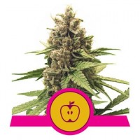 Royal Queen Seeds - Apple Fritter (Feminizált)