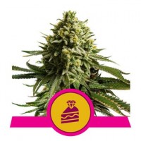 Royal Queen Seeds - Wedding Cake (Feminizált) Royal Queen Seeds - Wedding Cake (Feminizált)