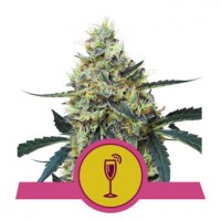 Royal Queen Seeds - Mimosa (Feminisiert)