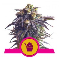 Royal Queen Seeds - Sundae Driver (Feminizált) Royal Queen Seeds - Sundae Driver (Feminizált)