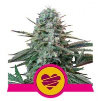 Royal Queen Seeds - Wedding Crasher (Feminizált) Royal Queen Seeds - Wedding Crasher (Feminizált)