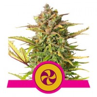 Royal Queen Seeds - Sweet ZZ (Feminizált)