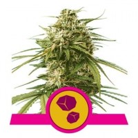 Royal Queen Seeds - Gushers (Feminizált)