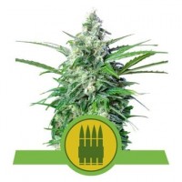 Royal Queen Seeds - Royal AK (Autoflowering) Royal Queen Seeds - Royal AK (Autoflowering)