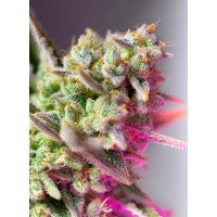 Sweet Seeds - Sweet Mimosa XL (Autoflowering) Sweet Seeds - Sweet Mimosa XL (Autoflowering)