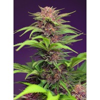 Sweet Seeds - Red Mimosa XL (Autoflowering) Sweet Seeds - Red Mimosa XL (Autoflowering)