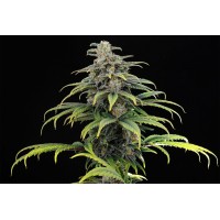 Kannabia Seeds - CBG (Autoflowering) Kannabia Seeds - CBG (Autoflowering)