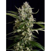 Serious Seeds - Seriosa (Regular) Serious Seeds - Seriosa (Regular)