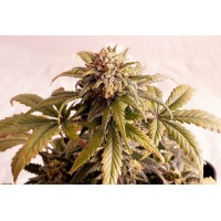 Kannabia Seeds - Speedy Boom (Autoflowering) Kannabia Seeds - Speedy Boom (Autoflowering)