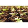 Cannabis Seedlings