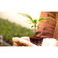 LA Amnesia - Cannabis Seedlings - Plant City - Seed Diskont - Hanfsamen Shop