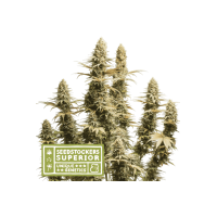 Seed Stocker - Triton Biscotto Lime (Feminized) Seed Stocker - Triton Biscotto Lime (Feminized)