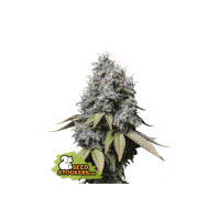 Seed Stocker - Sour Diesel (Feminized) Seed Stocker - Sour Diesel (Feminized)