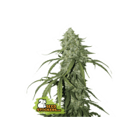 Seed Stocker - CBD 1:1 Silver Lime Haze Auto (CBD & CBG) Seed Stocker - CBD 1:1 Silver Lime Haze Auto (CBD & CBG)