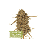 Seed Stocker - Thunder Banana® (Feminized) Seed Stocker - Thunder Banana® (Feminized)