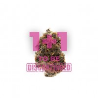 Growers Choice - Watermelon Punch Autoflower Growers Choice - Watermelon Punch Autoflower