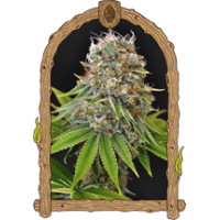 Exotic Seed - Sugar LarryStrain High Yield Feminized seeds Exotic Seed - Sugar LarryStrain High Yield Feminized seeds