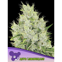 Anesia Seeds - Auto Lemongrass | Autoflowering mag | 10 mag
